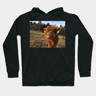 Scottish Highland Cattle Calf 1751 Hoodie